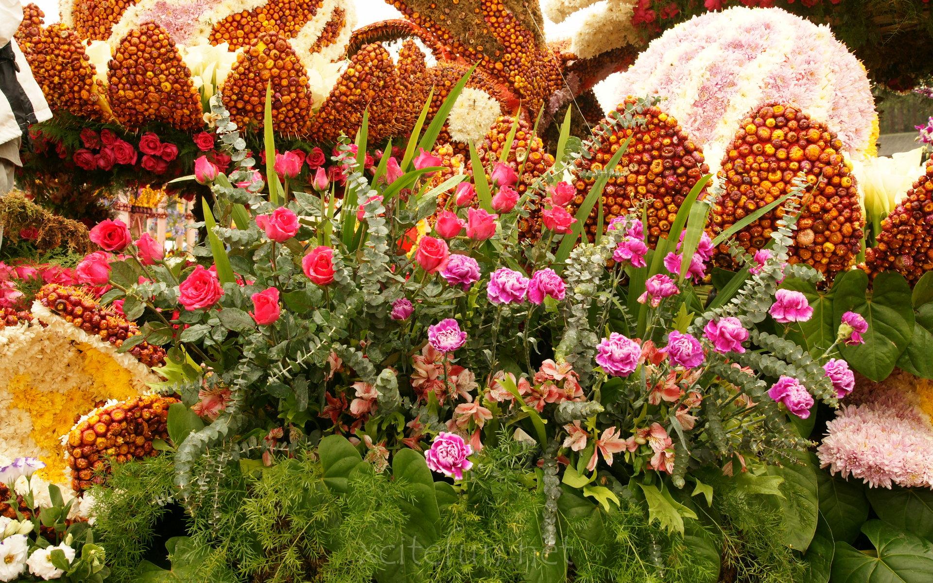 最も美しい花の壁紙,花,工場,ウェールズの羽の王子,開花植物,庭園