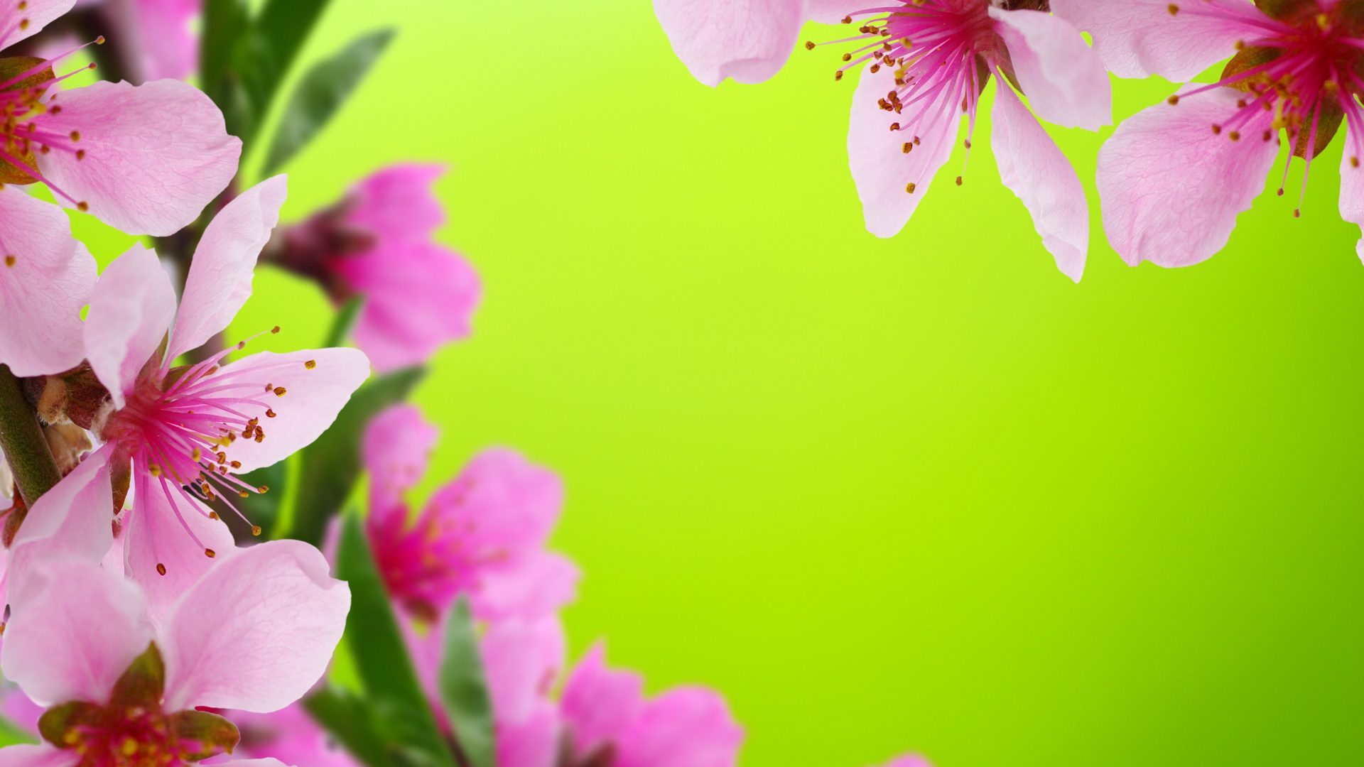 flores fondos de pantalla hd tamaño completo,flor,planta floreciendo,pétalo,rosado,planta