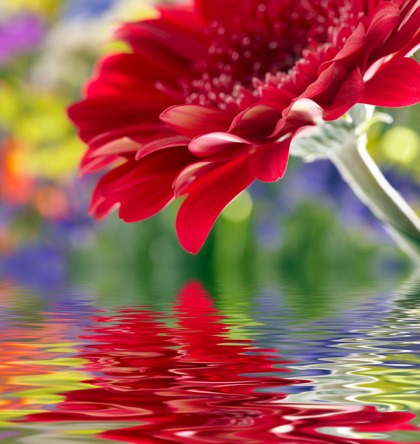 flores fondos de pantalla hd tamaño completo,planta floreciendo,pétalo,flor,rojo,gerbera