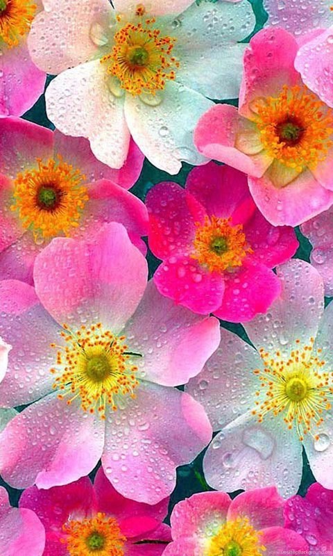 flores fondos de pantalla hd tamaño completo,flor,planta floreciendo,pétalo,planta,rosado