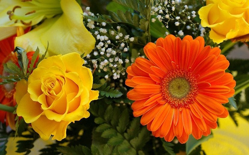 fleurs fonds d'écran hd pleine grandeur,fleur,plante à fleurs,pétale,plante,gerbera