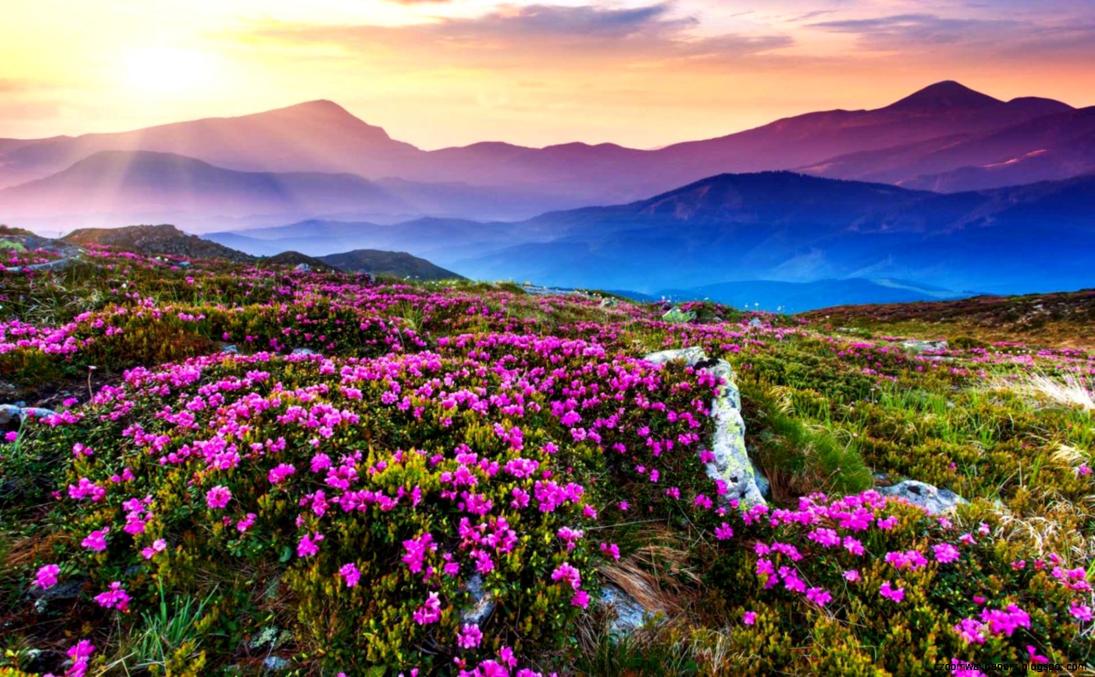 花hd壁紙フルサイズ,自然,自然の風景,花,空,山