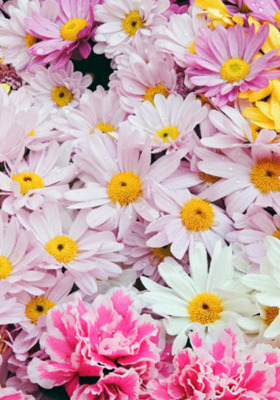 モバイル用の美しい花の壁紙,花,開花植物,花弁,ピンク,工場