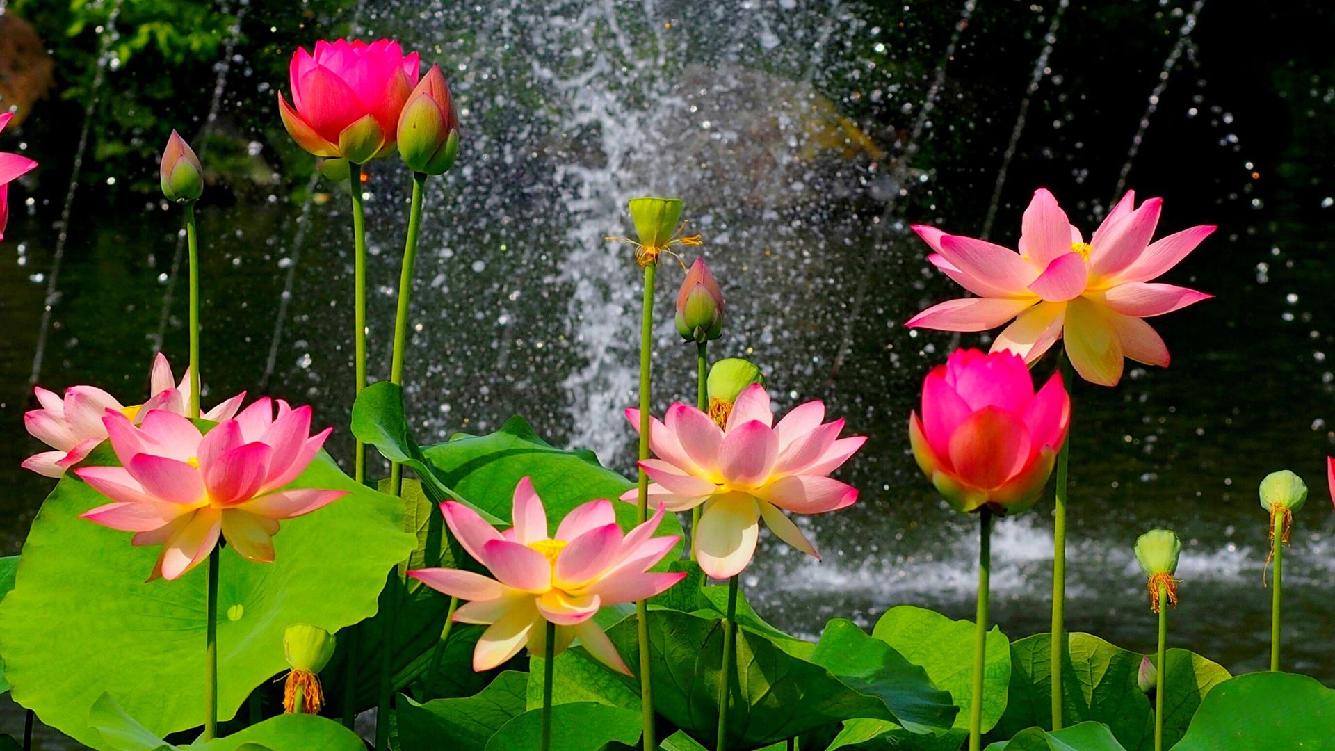 fleurs fonds d'écran hd pleine grandeur,fleur,plante à fleurs,plante aquatique,lotus,famille de lotus