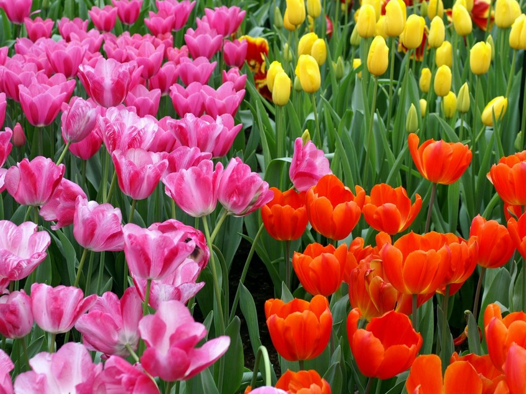 flowers hd wallpapers full size,flower,flowering plant,petal,tulip,plant