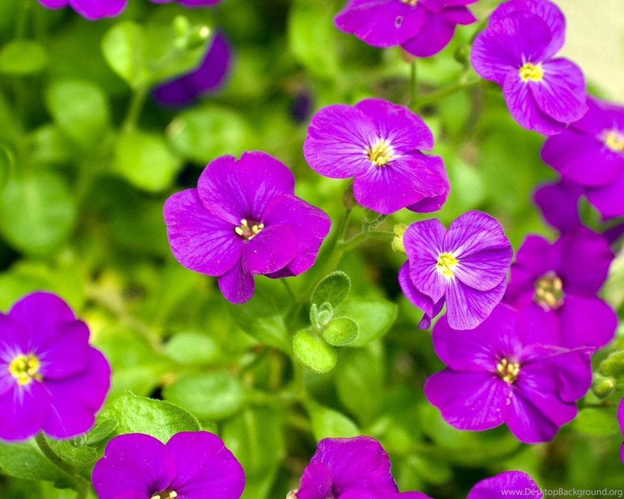 fleurs fonds d'écran hd pleine grandeur,fleur,plante à fleurs,plante,pétale,violet