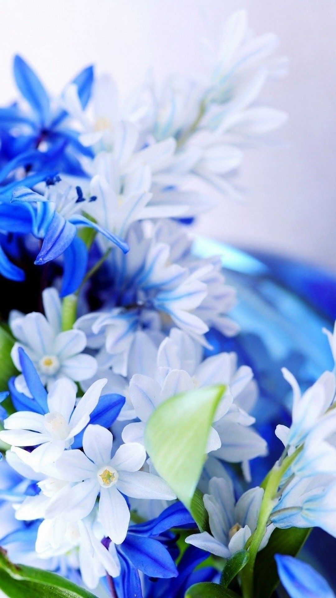 flowers hd wallpapers for android,flower,flowering plant,blue,petal,plant