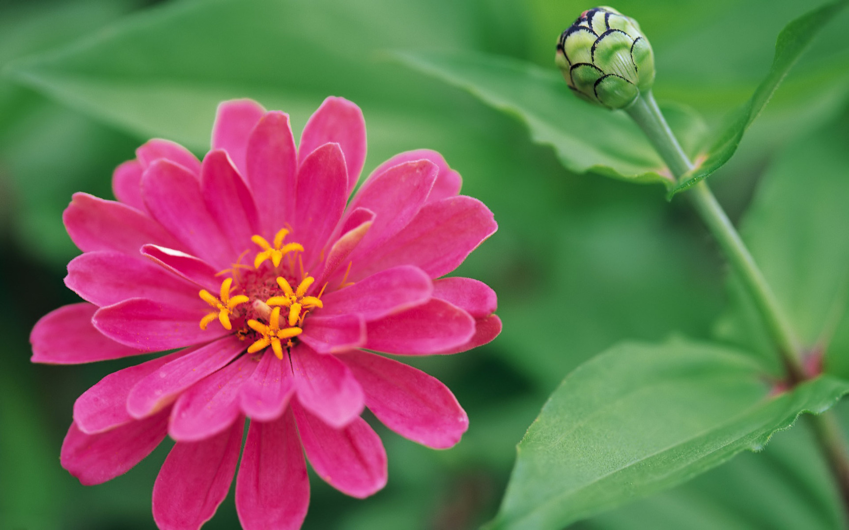 flowers hd wallpapers full size,flower,flowering plant,petal,plant,zinnia