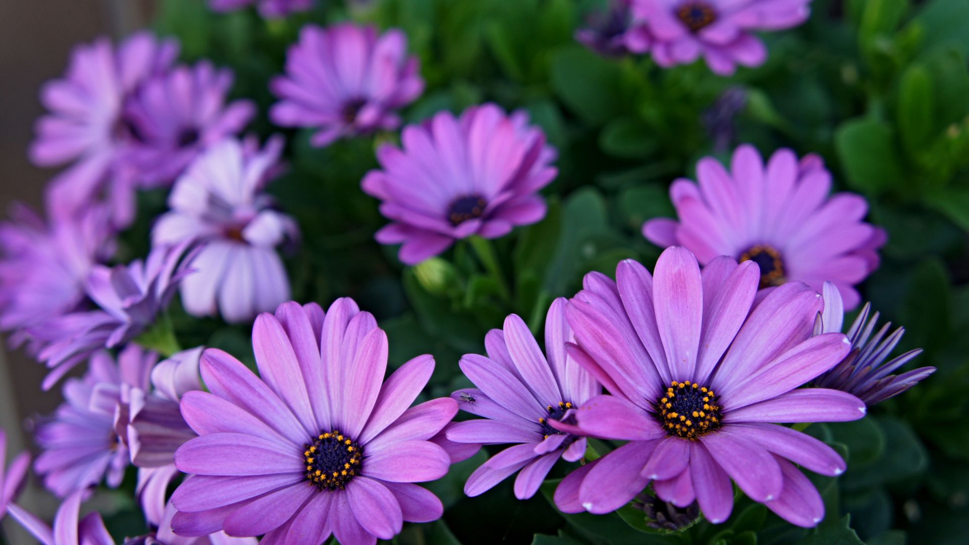 fleurs fonds d'écran hd pleine grandeur,fleur,plante à fleurs,marguerite africaine,pétale,violet