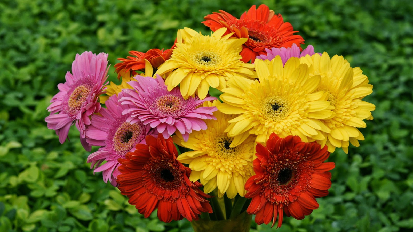 fiori sfondi hd full size,fiore,pianta fiorita,barberia daisy,gerbera,pianta