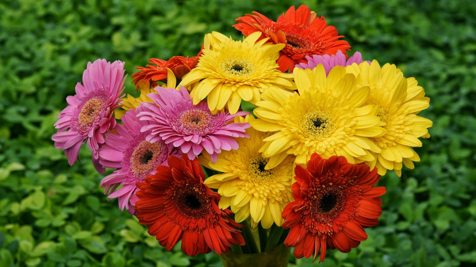 flores fondos de pantalla hd tamaño completo,flor,planta floreciendo,margarita barberton,gerbera,planta