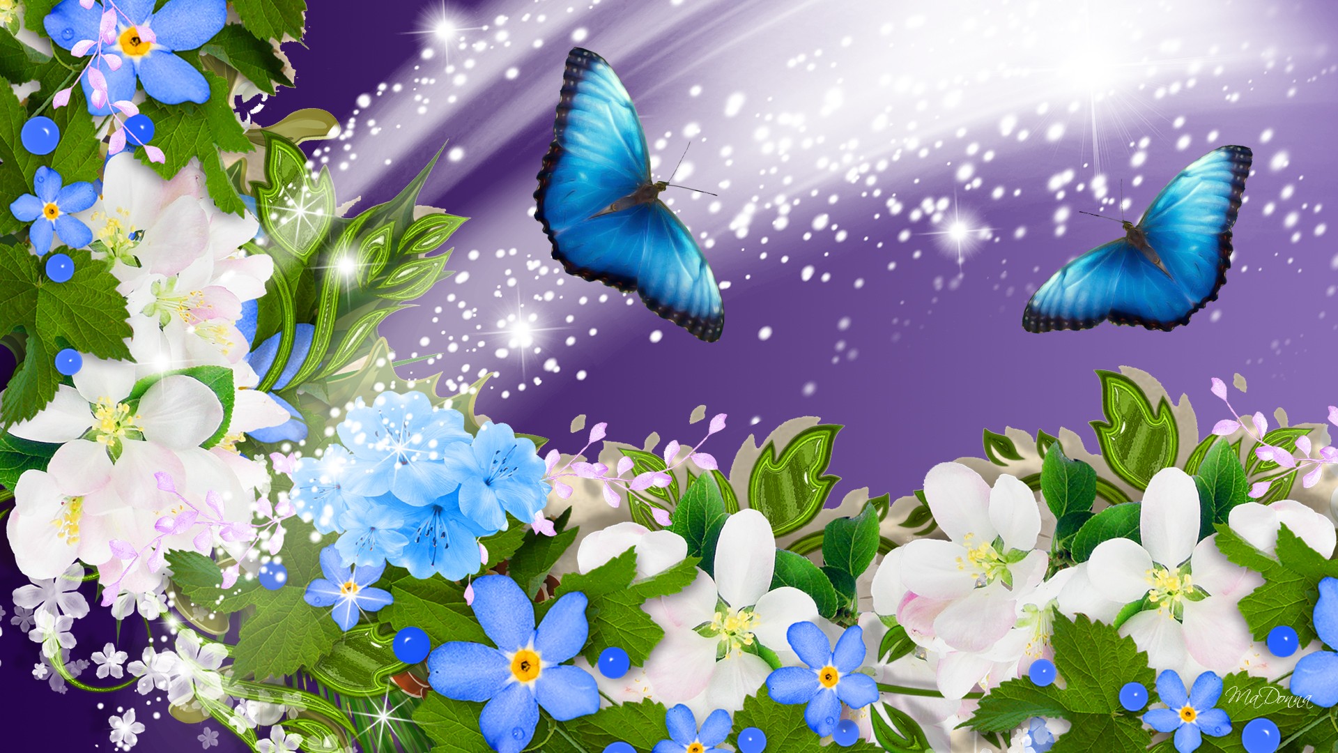 fleurs fonds d'écran hd pleine grandeur,bleu,papillon,fleur,plante,papillons et papillons