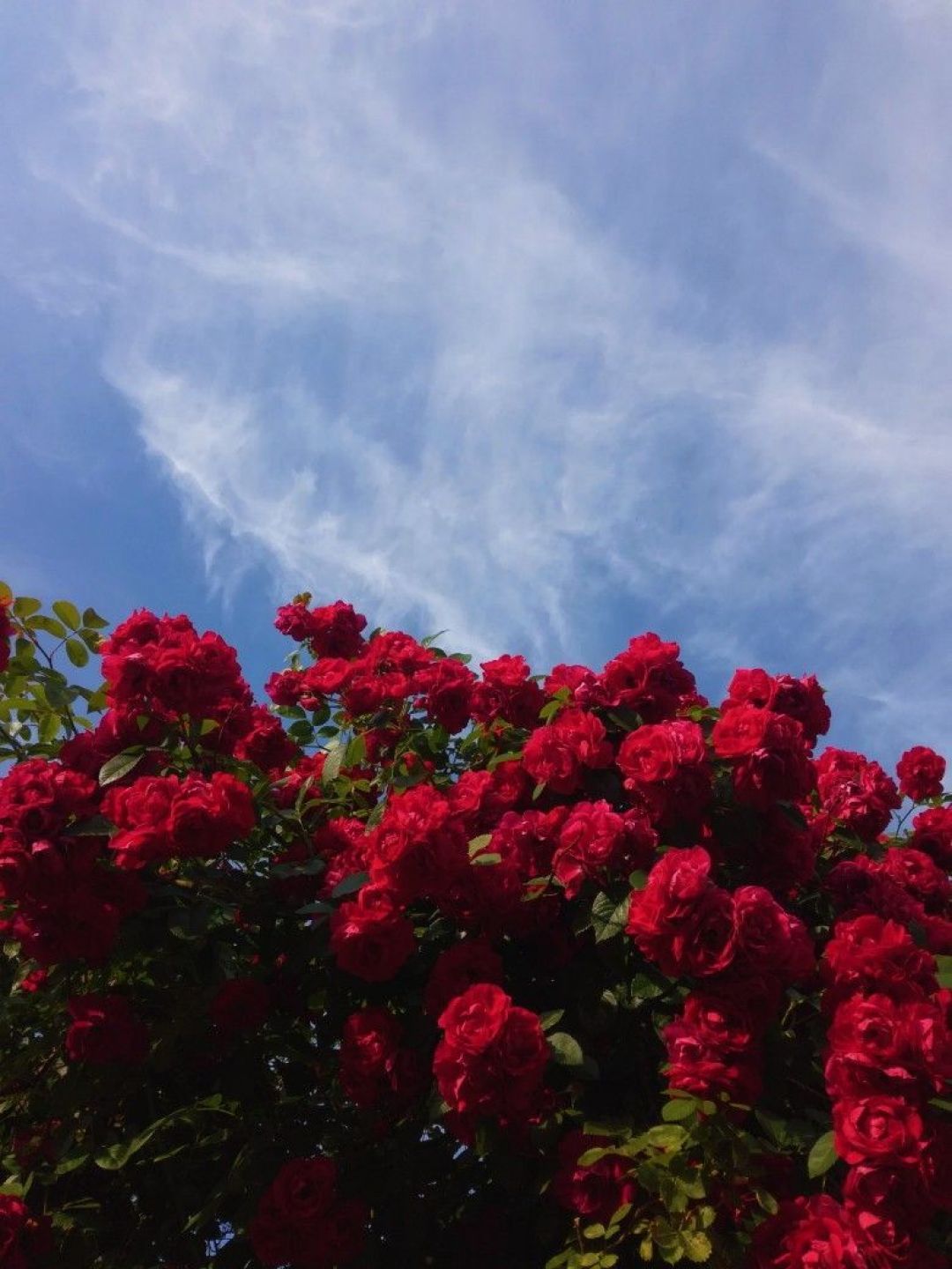 flores fondos de pantalla hd para android,flor,cielo,planta,rojo,naturaleza