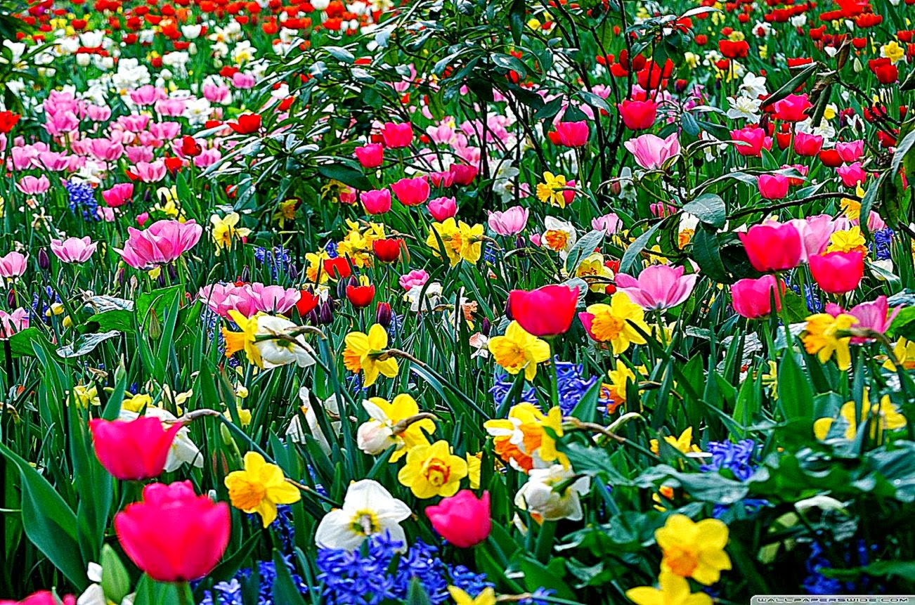 flowers hd wallpapers full size,flower,flowering plant,tulip,natural landscape,plant