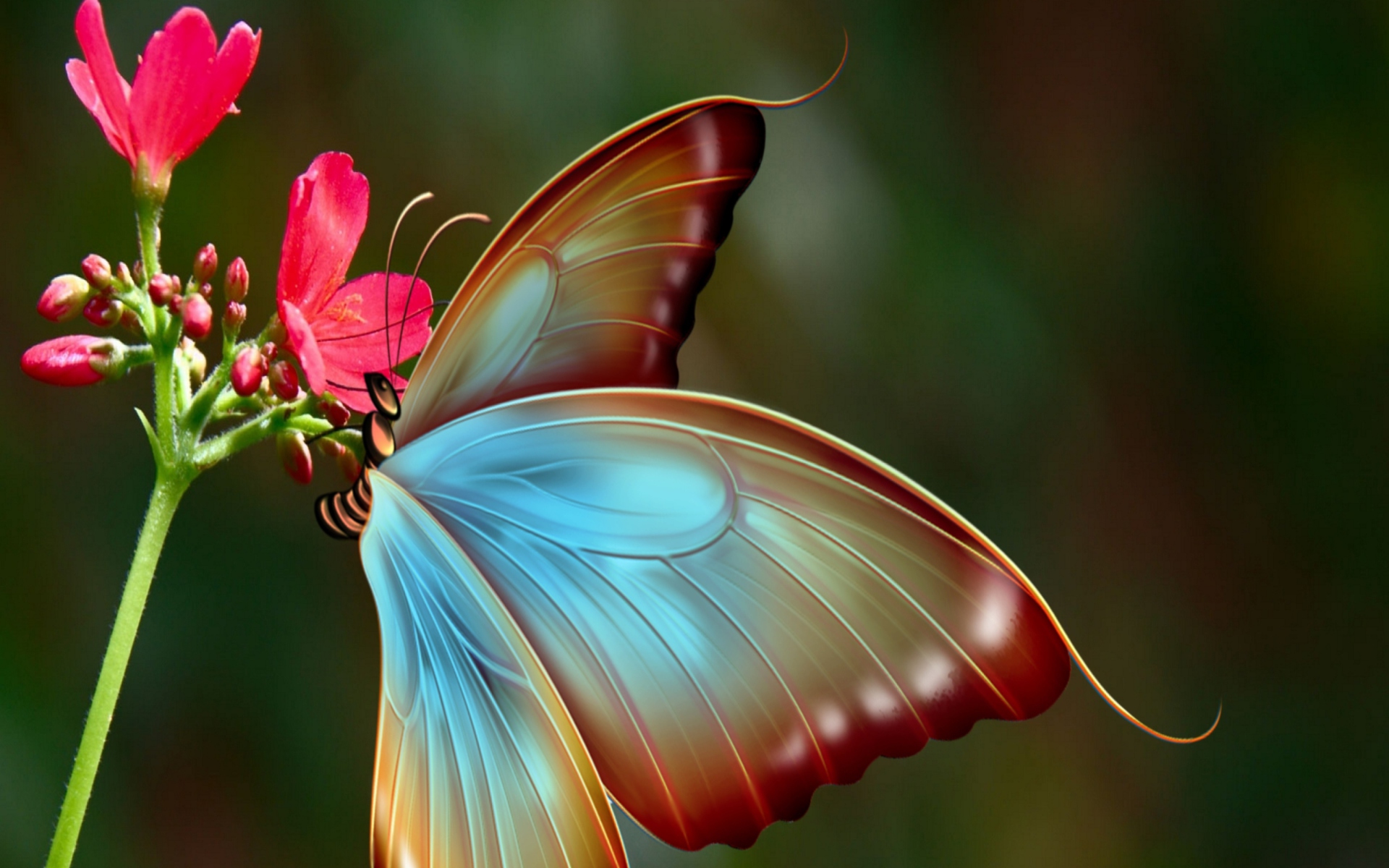 꽃 hd 배경 화면 전체 크기,나비,곤충,나방과 나비,무척추 동물,매크로 사진