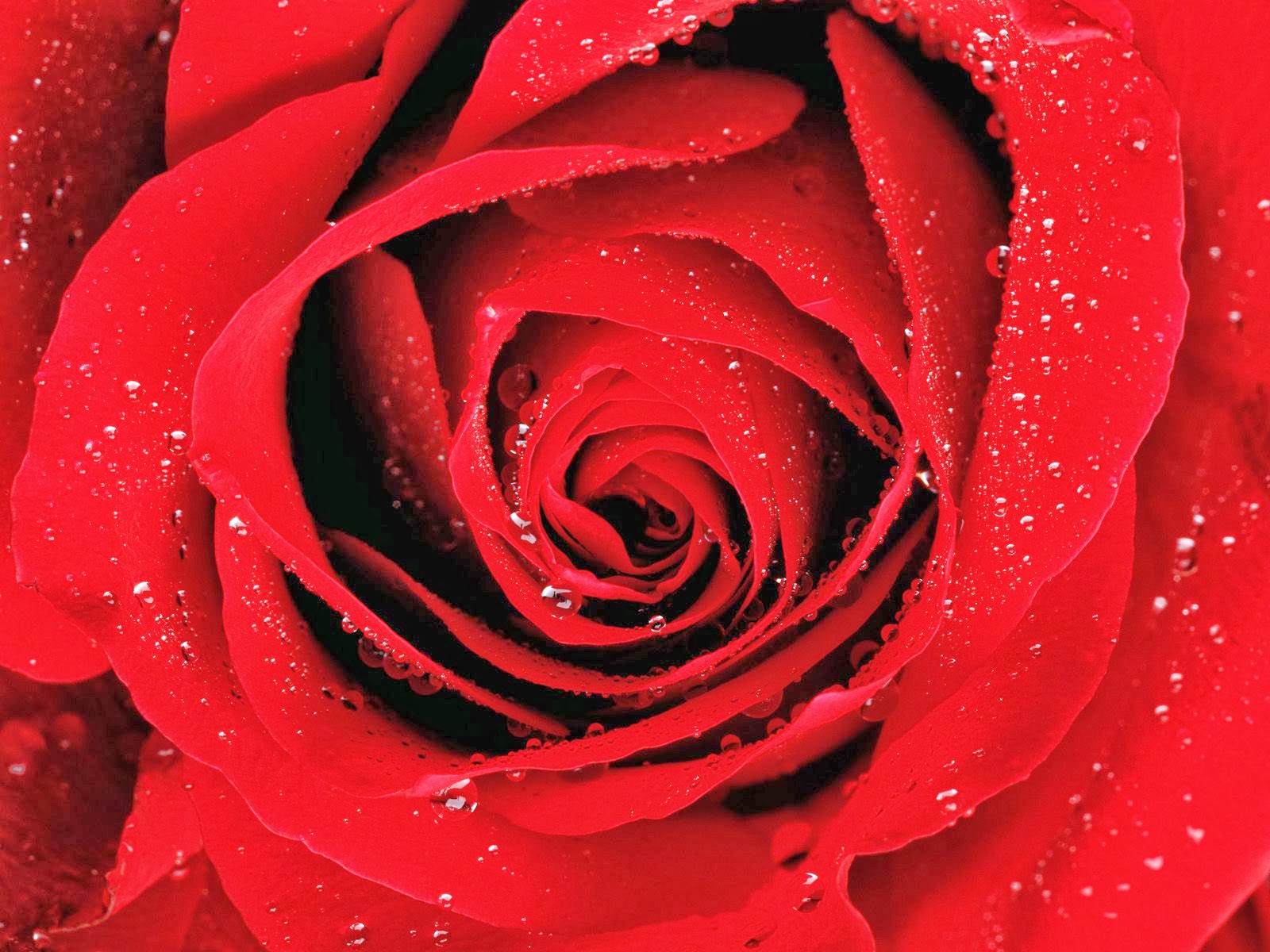 hd花の壁紙1080p,ローズ,庭のバラ,赤,花弁,花