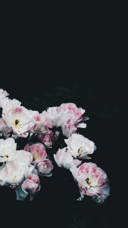 wallpaper phone tumblr,flower,pink,petal,cut flowers,plant