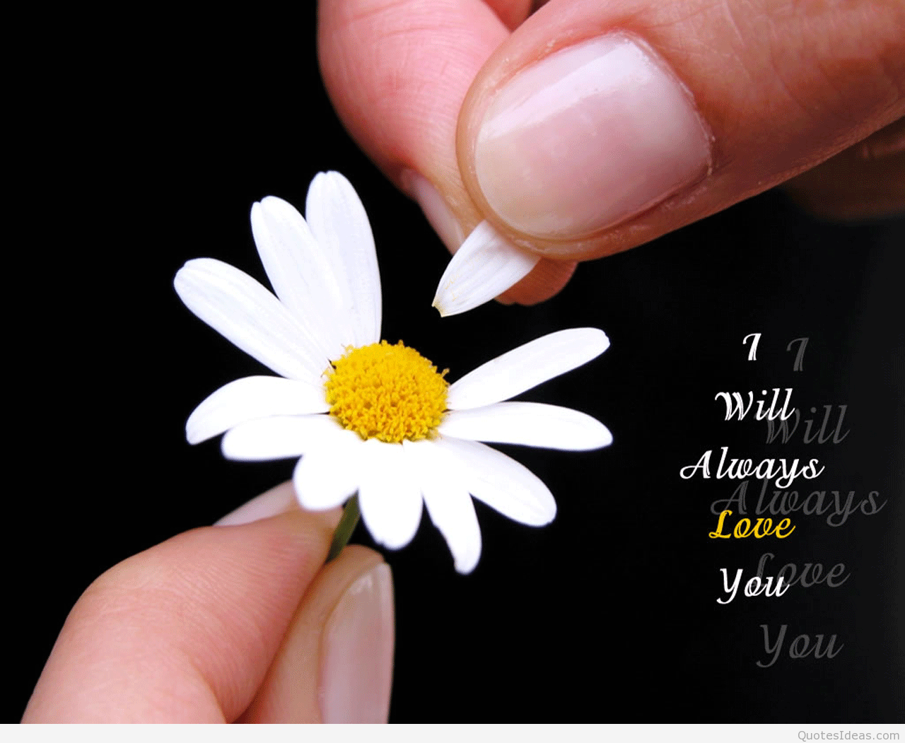 love wallpapers and quotes,chamomile,petal,flower,daisy,oxeye daisy