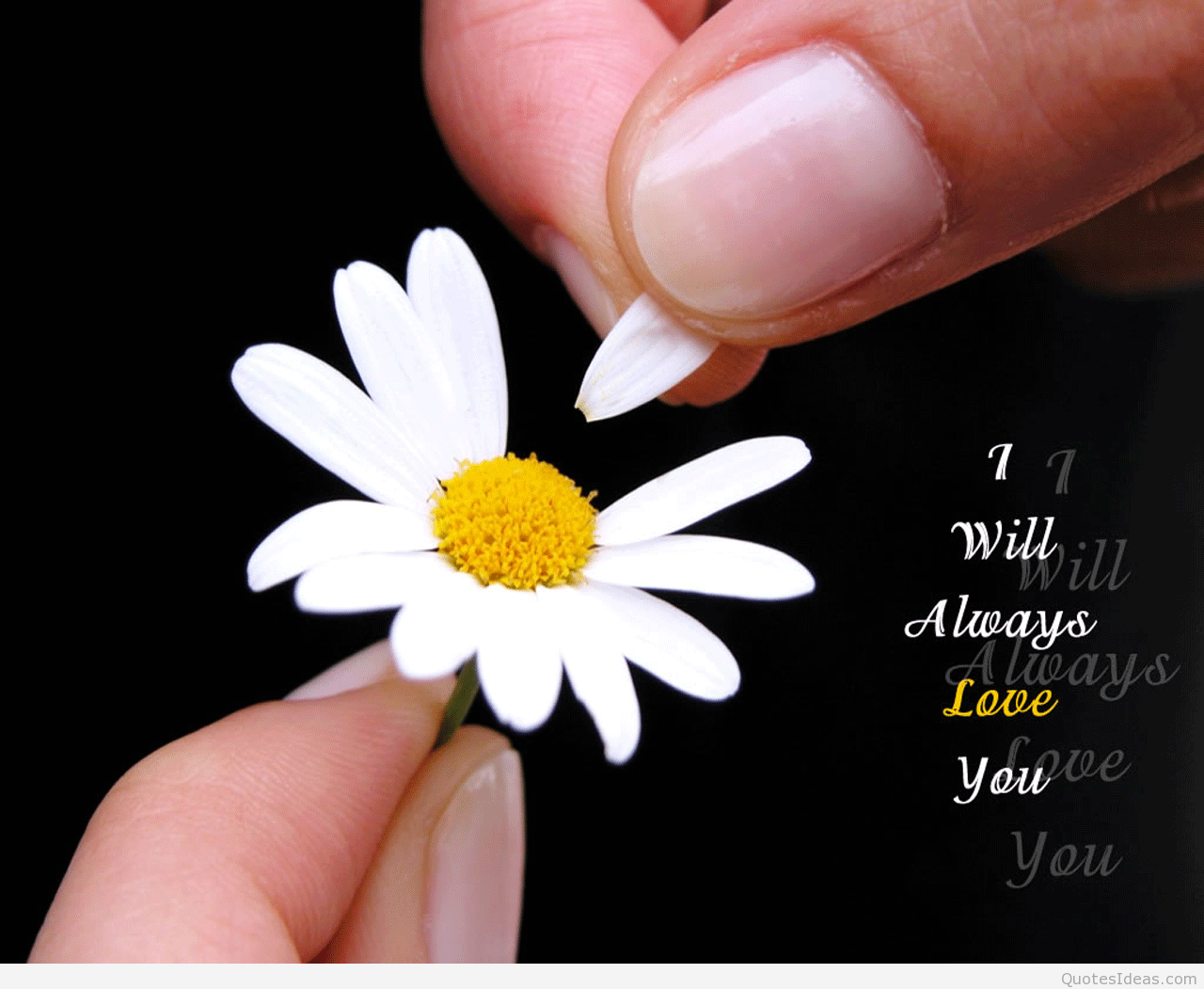 Amour Fonds D Ecran Et Citations Camomille Petale Fleur Marguerite Marguerite Oxeye Wallpaperuse Amour Fonds D Ecran Et Citations Camomille Petale Fleur Marguerite Marguerite Oxeye Wallpaperuse