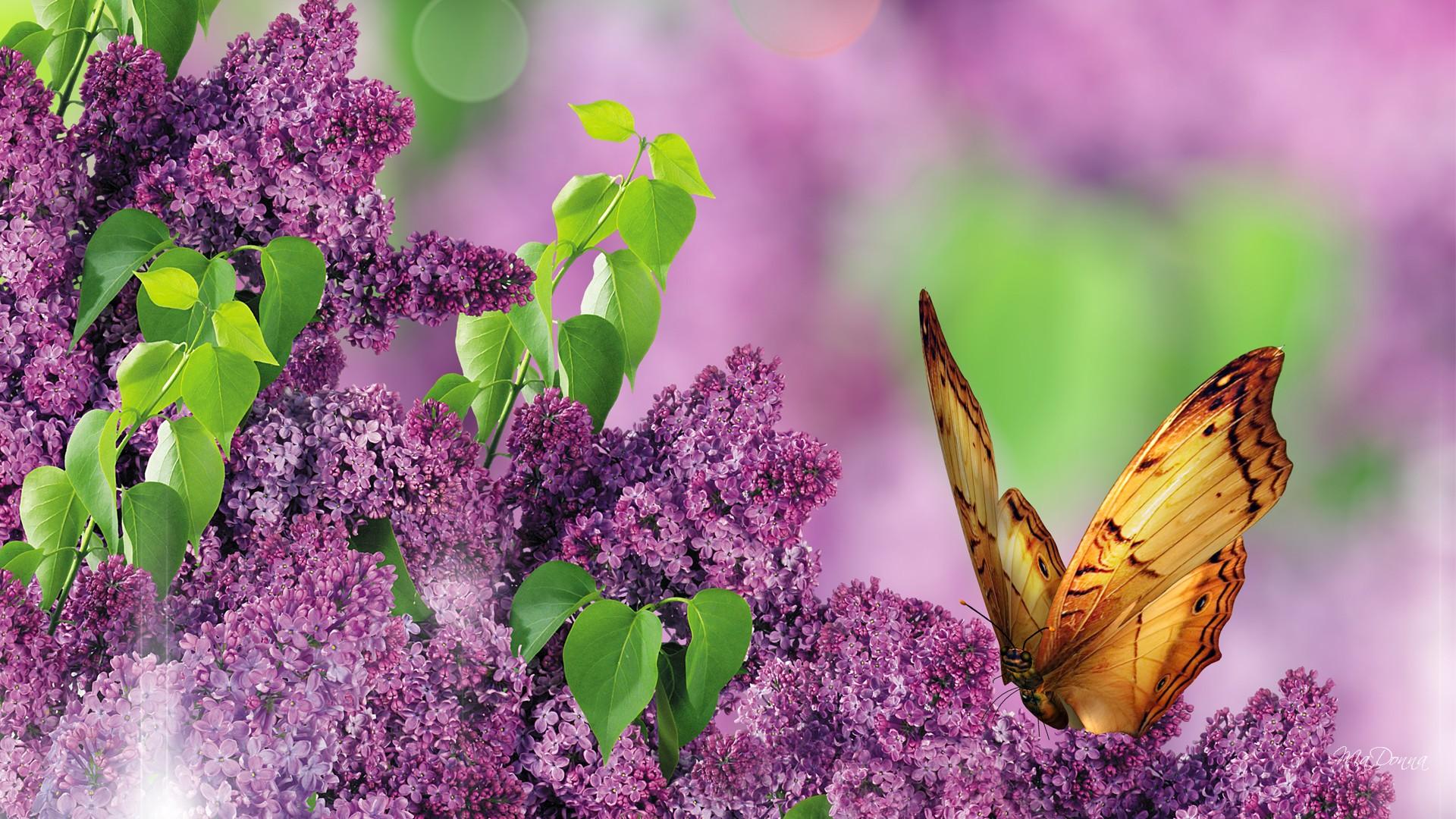 wallpaper theme image,lilac,flower,butterfly,insect,lilac