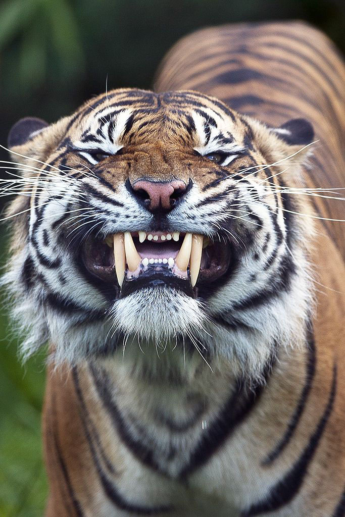 tiger wallpaper herunterladen,tiger,landtier,tierwelt,bengalischer tiger,sibirischer tiger