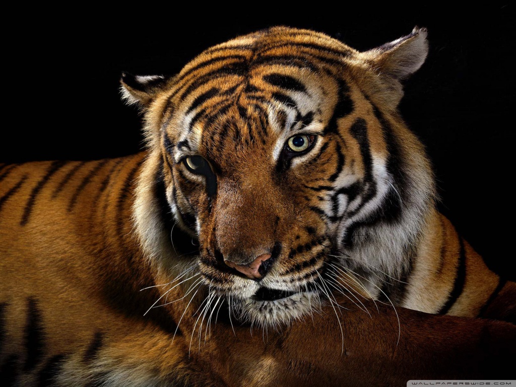 tiger wallpaper download,tiger,wildlife,mammal,vertebrate,terrestrial animal