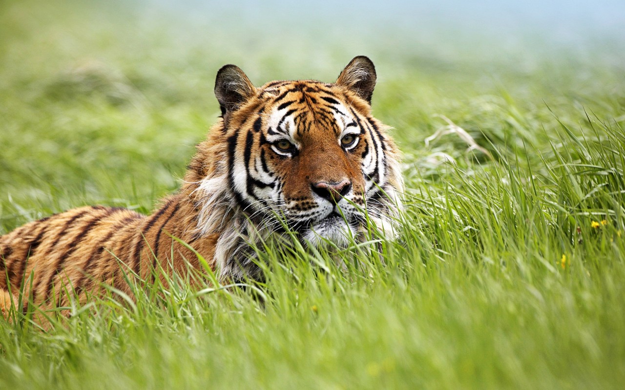 tiger wallpaper download,tiger,wildlife,terrestrial animal,mammal,vertebrate