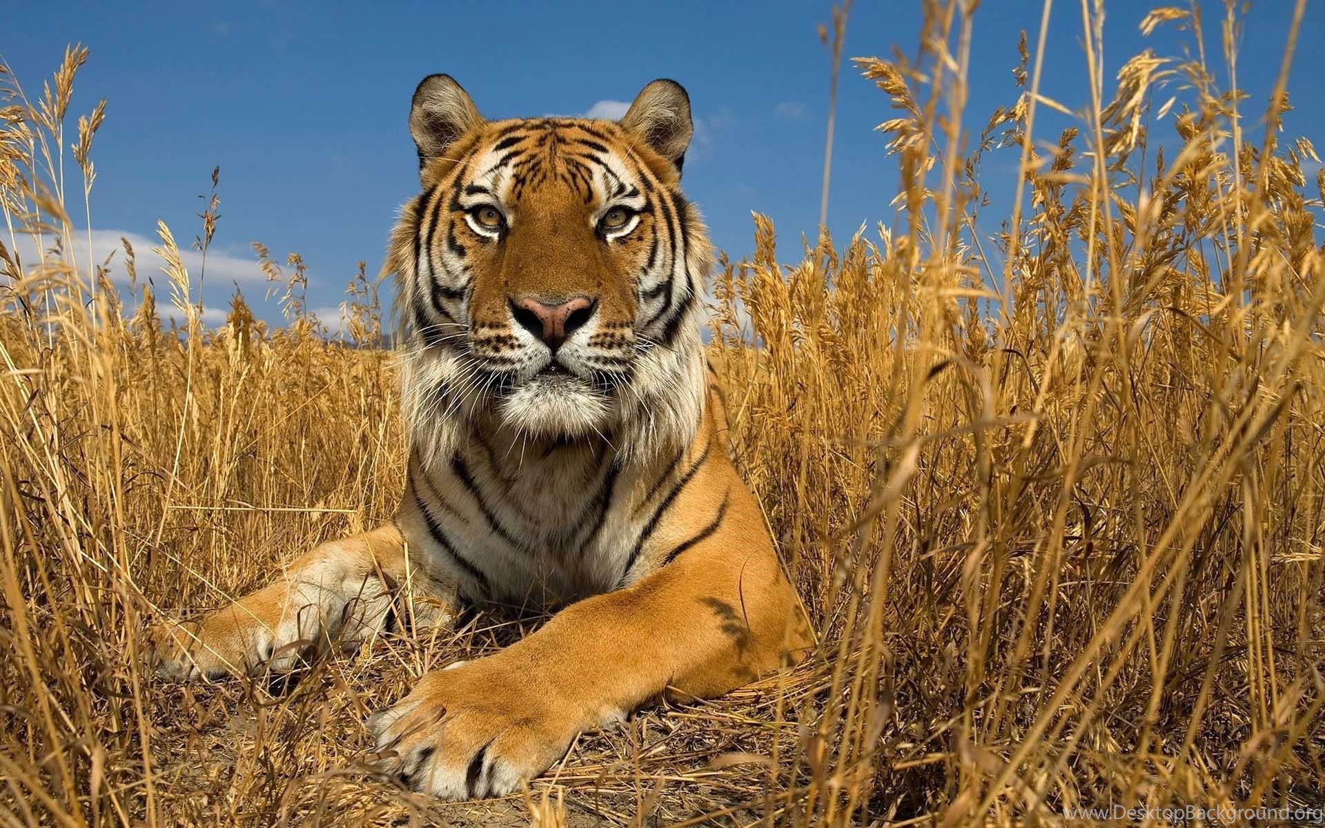tiger wallpaper download,wildlife,mammal,terrestrial animal,tiger,vertebrate