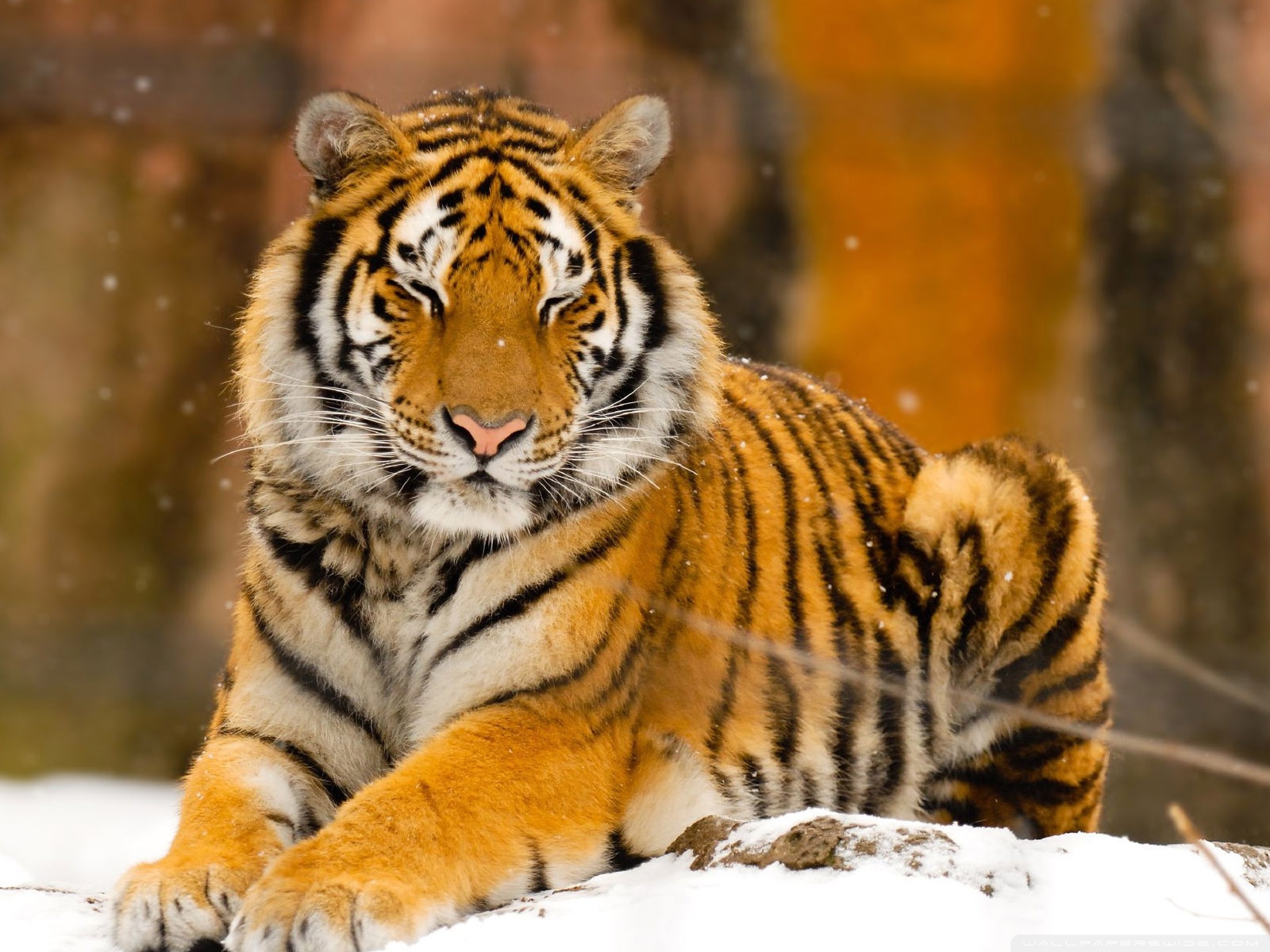 wild animal wallpaper hd,tiger,mammal,wildlife,terrestrial animal,vertebrate