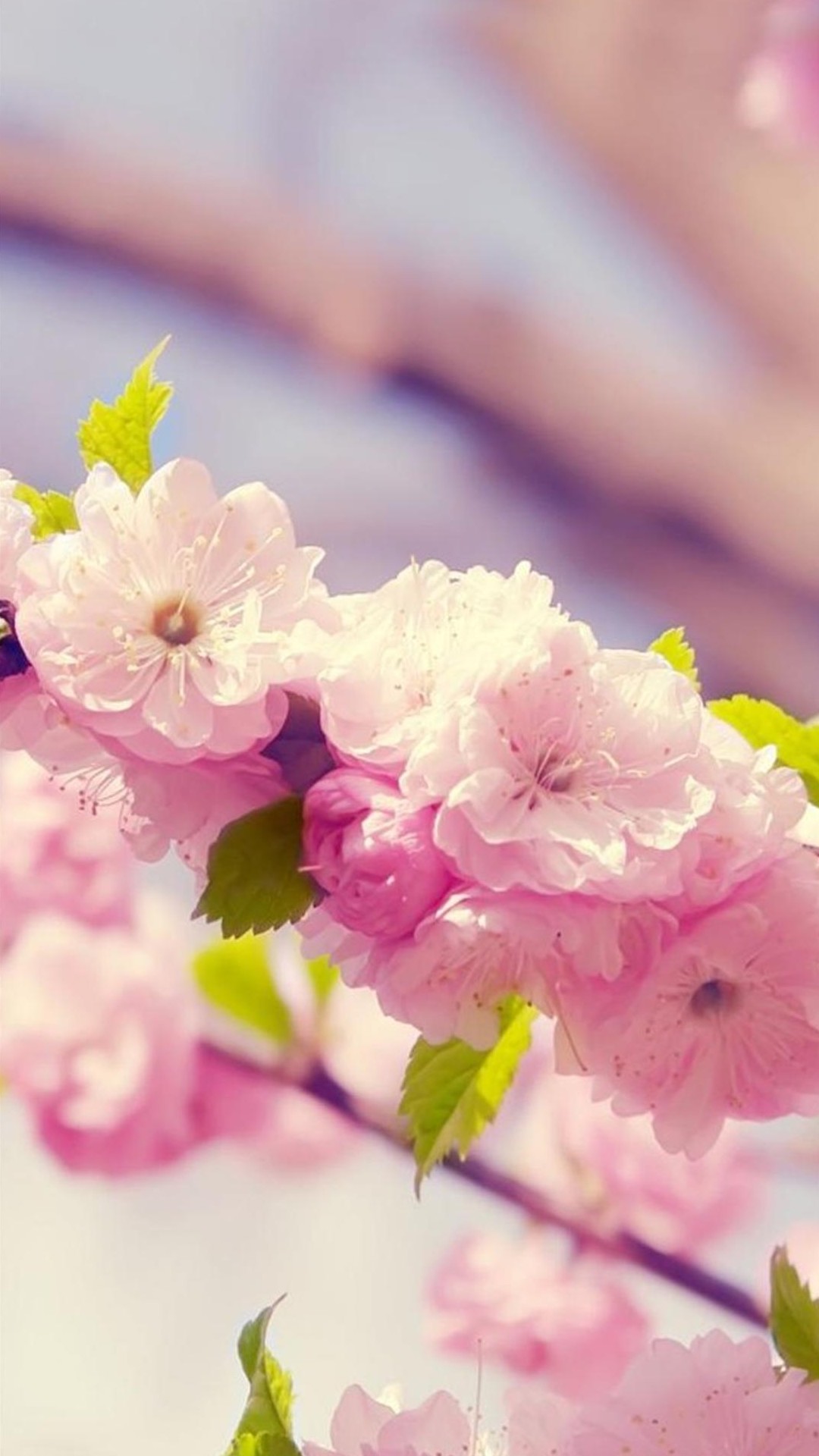 花の電話の壁紙,花,ピンク,桜の花,花弁,花