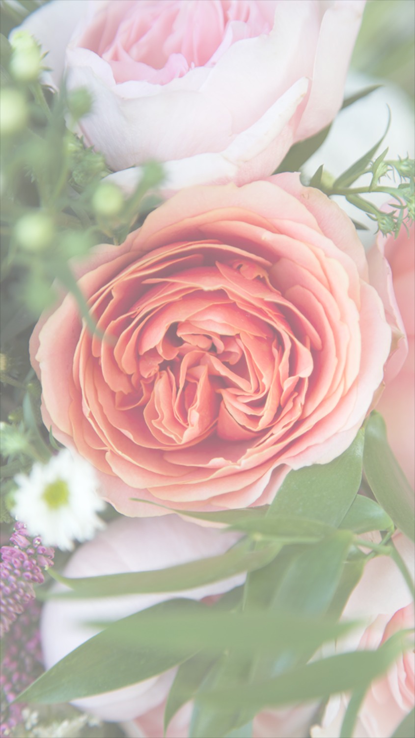 papel tapiz de teléfono de flores,flor,planta floreciendo,rosas de jardín,rosa,rosado