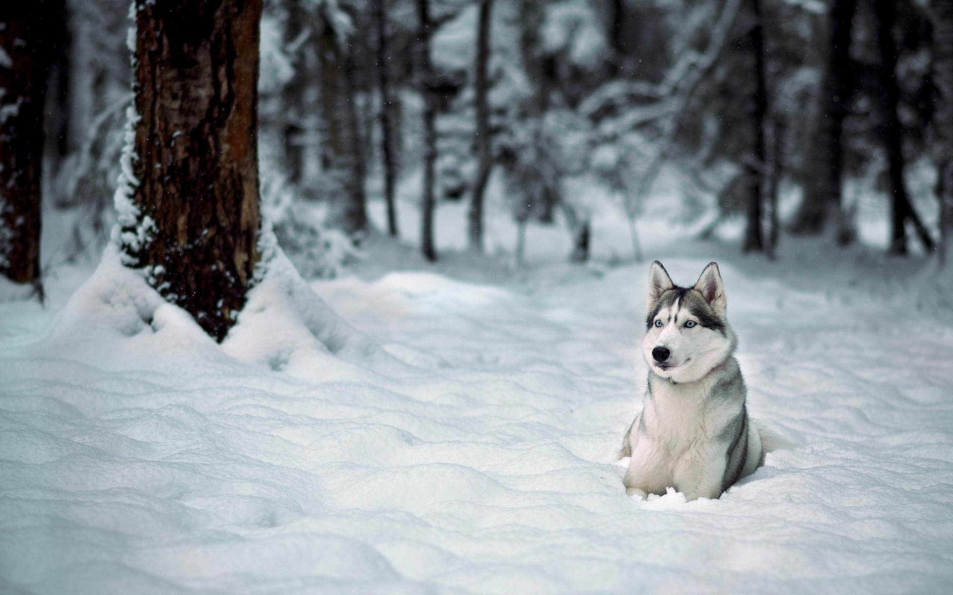 carta da parati husky siberiano,cane,neve,husky siberiano,inverno,cane nordico inuit