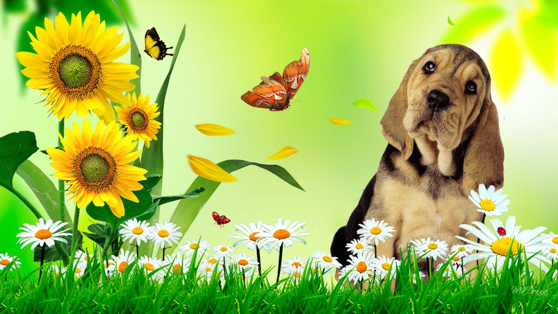 fonds d'écran d'été mignon,chien,jaune,pissenlit,herbe,chiot