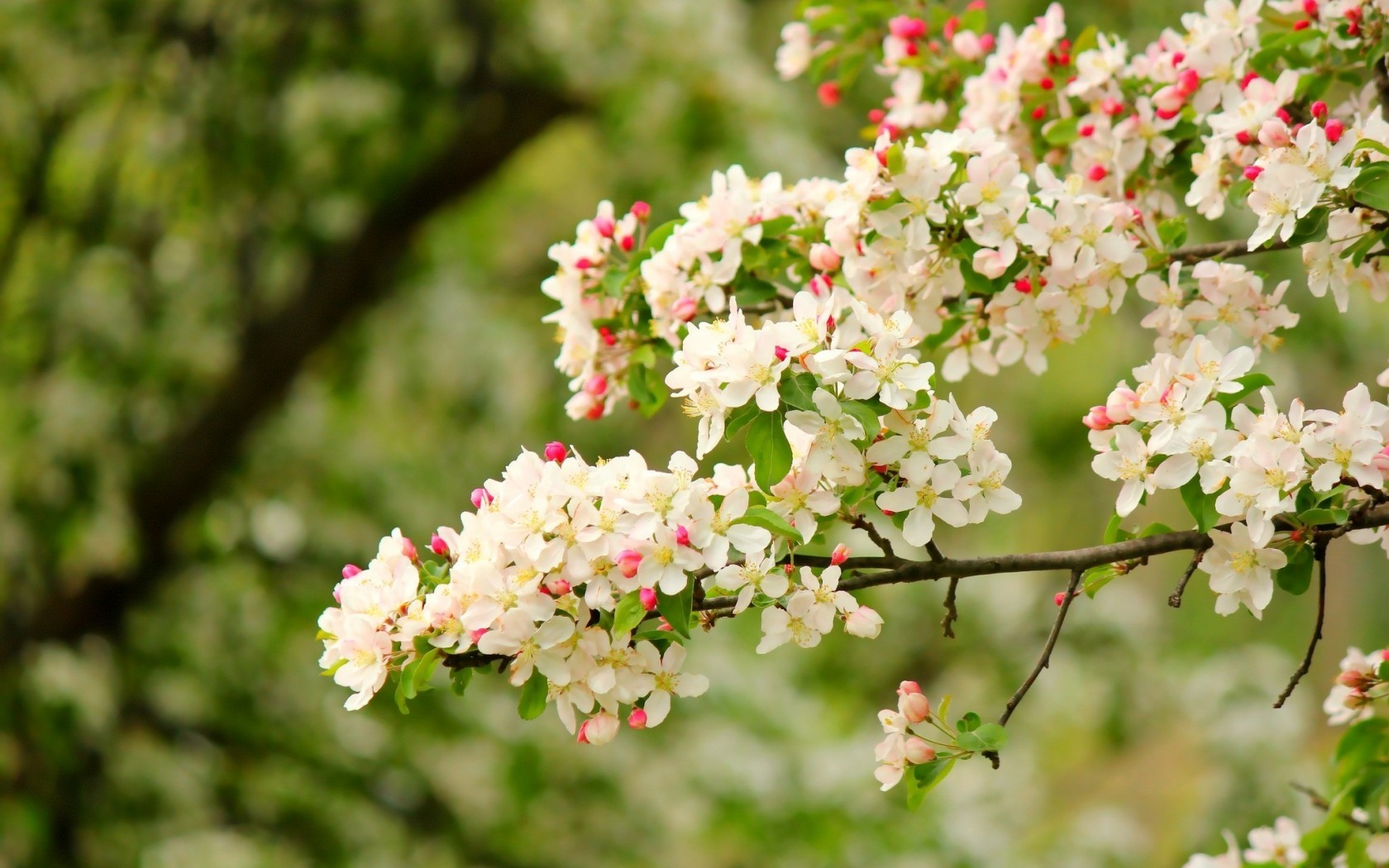 sweet wallpaper hd,flower,spring,plant,blossom,tree