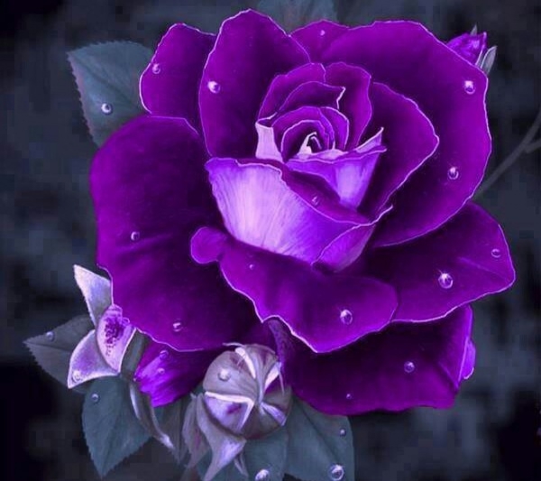 purple rose wallpaper,flower,flowering plant,violet,purple,petal